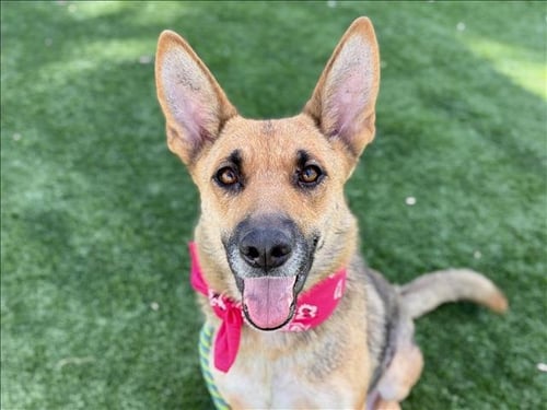 SADIE - German Shepherd Dog available for adoption