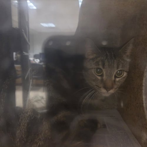 SWEETIE PIE - Domestic Short Hair available for adoption