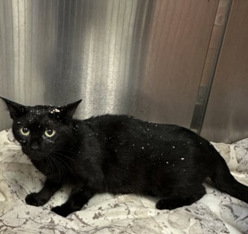 MALLY - Domestic Short Hair available for adoption