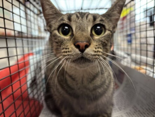 MOMMA - Domestic Short Hair available for adoption