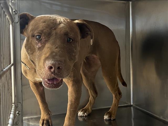 MARLEY - Staffordshire Bull Terrier available for adoption