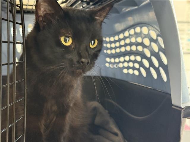 EBONY - Domestic Medium Hair available for adoption