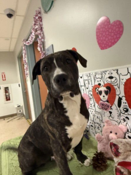 BOATIE - Pit Bull Terrier available for adoption