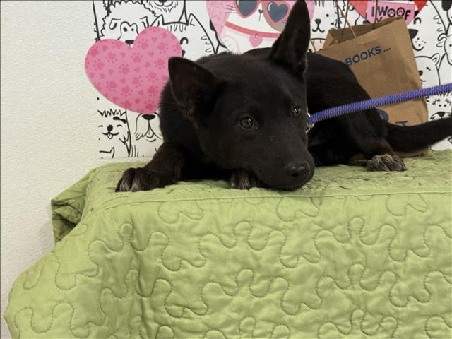 BUBS - German Shepherd Dog available for adoption