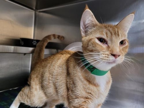 CEBOLLA - Domestic Short Hair available for adoption