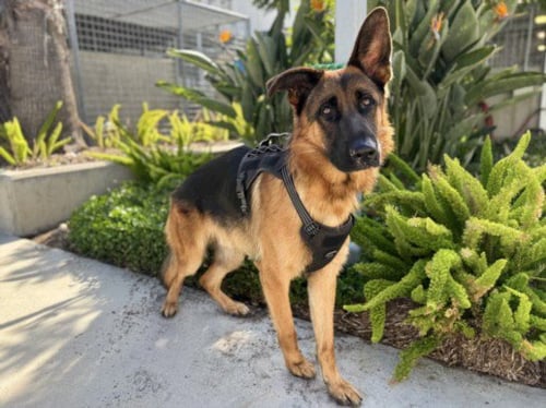 CHARLIE BROWN - German Shepherd Dog available for adoption