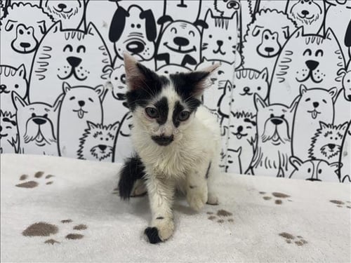 A2290089 - Domestic Short Hair available for adoption