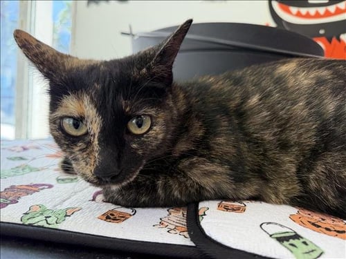 A2296658 - Domestic Short Hair available for adoption