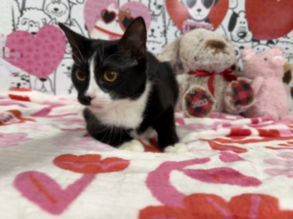 WINNIE - Domestic Short Hair available for adoption