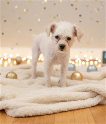 STANLEY - Tibetan Terrier / Poodle (Miniature) available for adoption