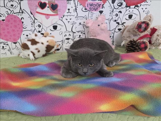 ASHER - Domestic Short Hair available for adoption