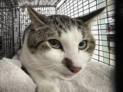 SPIDER MAN - Domestic Short Hair available for adoption