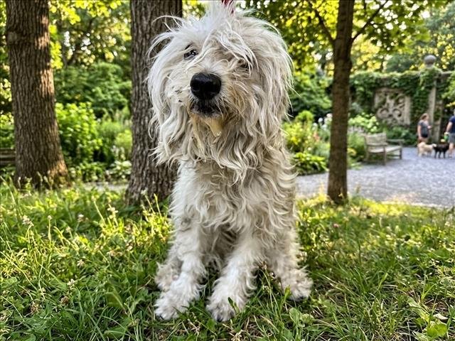 ANAHI Image