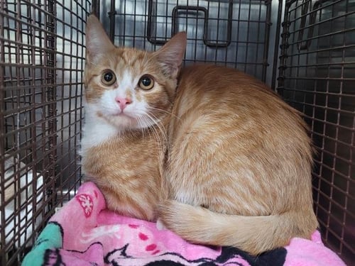 TINKER - Domestic Short Hair available for adoption