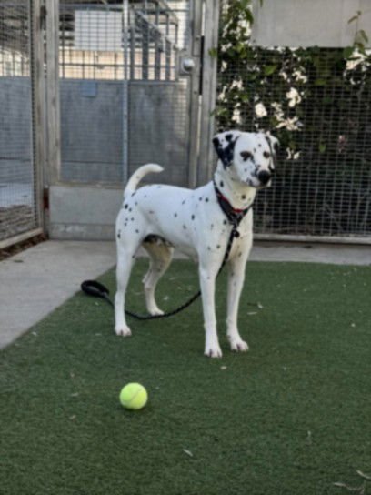 MIA - Dalmatian available for adoption