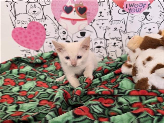 A2253146 - Domestic Short Hair available for adoption