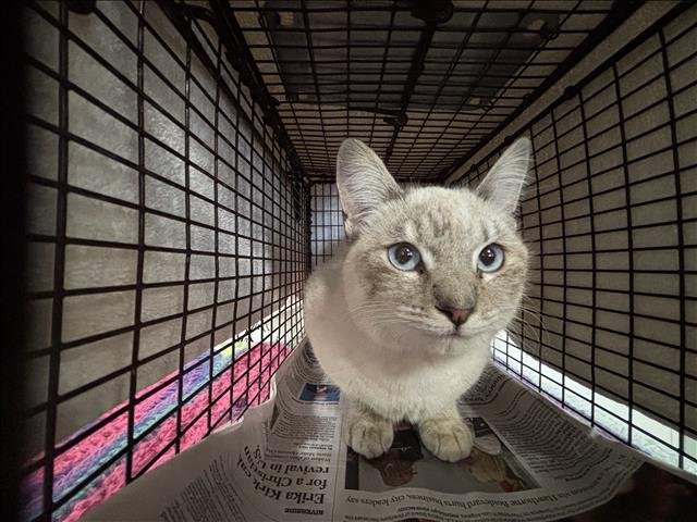 A2257864 - Siamese available for adoption