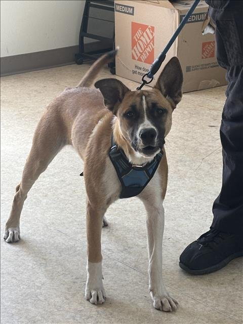 LORA - Belgian Shepherd Dog Sheepdog available for adoption