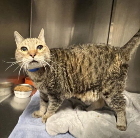 DOTS - Domestic Short Hair available for adoption