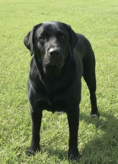 MICHIGAN - Labrador Retriever available for adoption