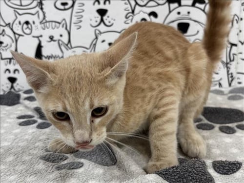 A2292669 - Domestic Short Hair available for adoption