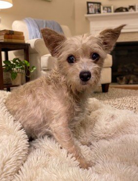 PRINCESS - Chihuahua available for adoption