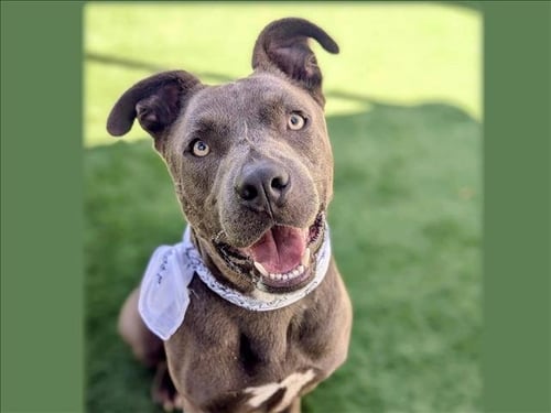 GOOFY - Pit Bull Terrier available for adoption