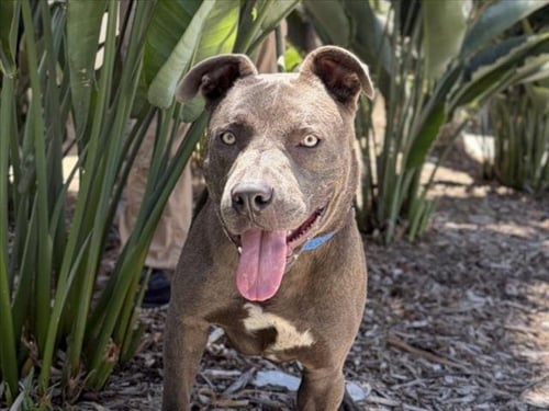 GOOFY - Pit Bull Terrier available for adoption