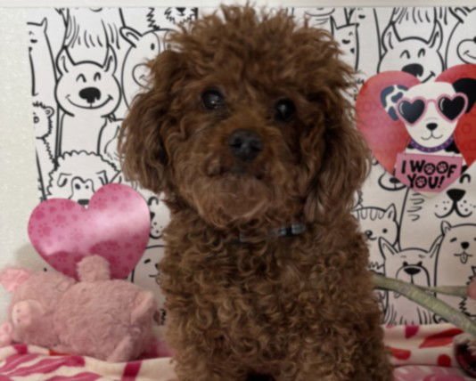 COPPER - Poodle (Miniature) available for adoption