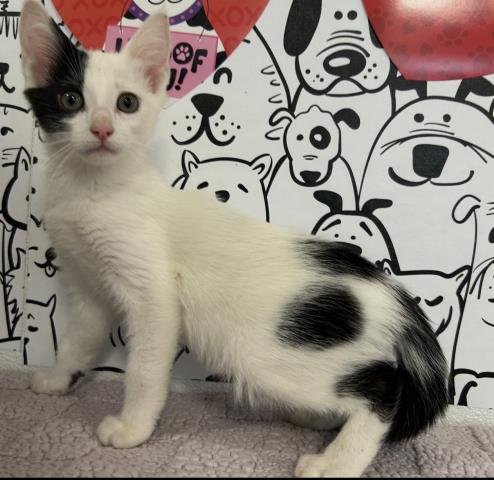 ANTHONY BRIGDERTON - Domestic Short Hair available for adoption