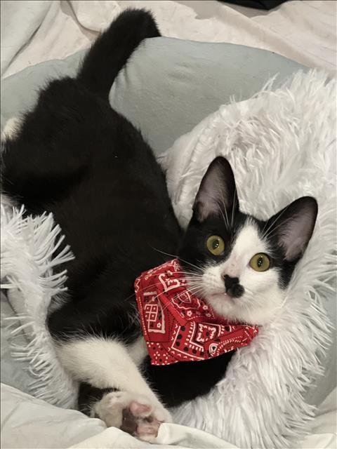 CHARLIE - Domestic Short Hair available for adoption