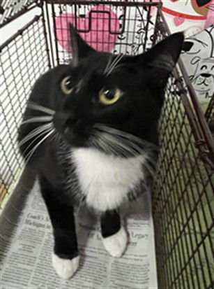 GREMLIN - Domestic Short Hair available for adoption