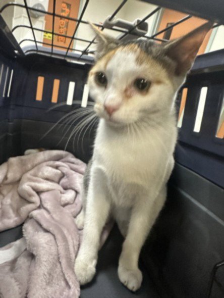 A2301198 - Domestic Short Hair available for adoption