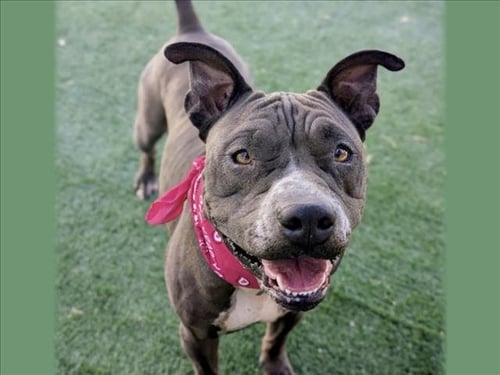 NOVA - Pit Bull Terrier available for adoption