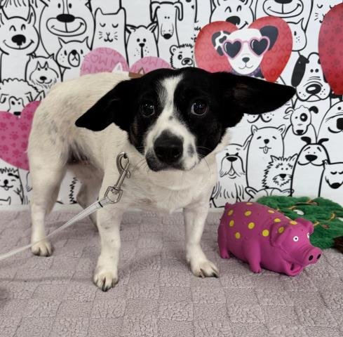 NAYA - Rat Terrier available for adoption