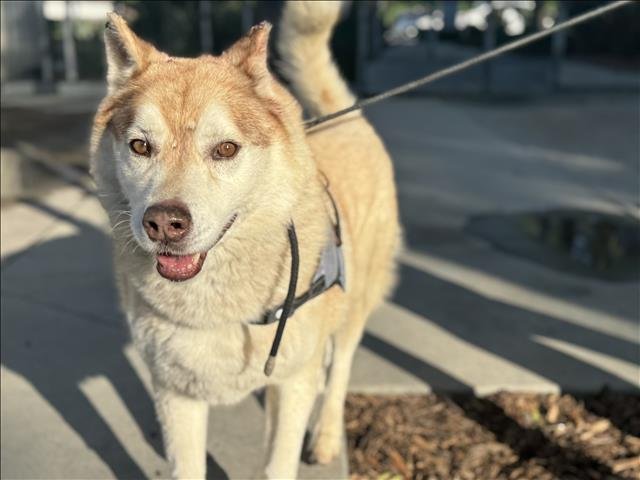 HERCULES - Siberian Husky available for adoption