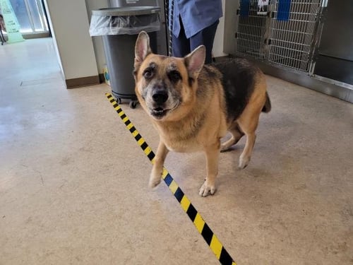 SIMBA - German Shepherd Dog available for adoption