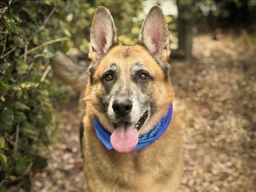 SIMBA - German Shepherd Dog available for adoption