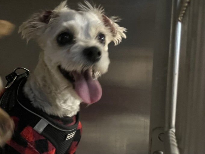 BABY - Havanese available for adoption