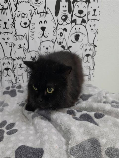 MYSTQUE - Persian available for adoption