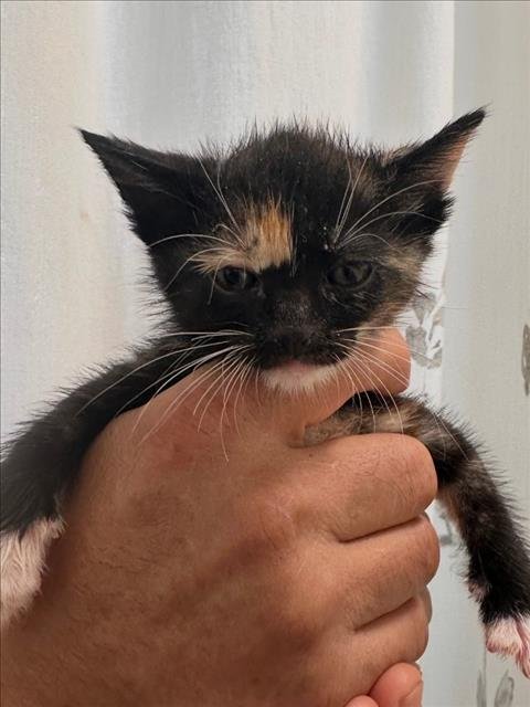 LUNA - Domestic Short Hair available for adoption