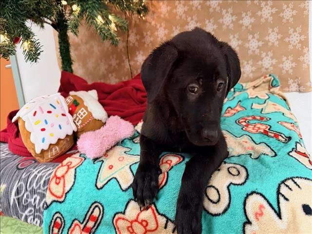 DARLA - Labrador Retriever available for adoption