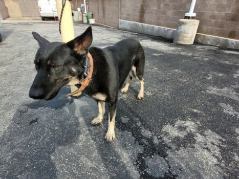 BEAR - German Shepherd Dog available for adoption