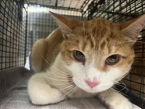 OXNARD - Domestic Short Hair available for adoption