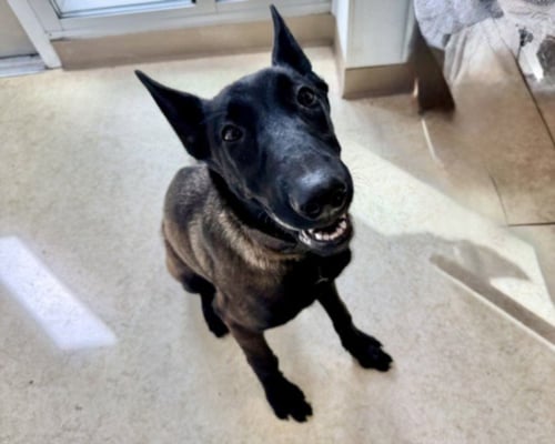ABBY - Belgian Shepherd Malinois available for adoption