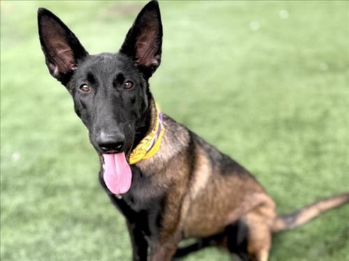 ABBY - Belgian Shepherd Malinois available for adoption