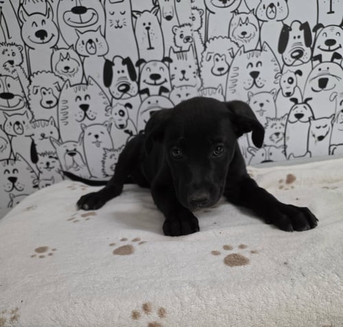 A2290483 - Labrador Retriever available for adoption