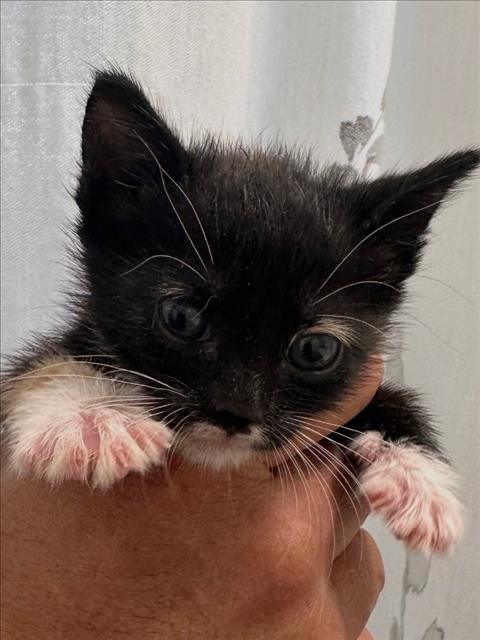 LILLY - Domestic Short Hair available for adoption