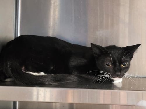 JADE - Domestic Short Hair available for adoption