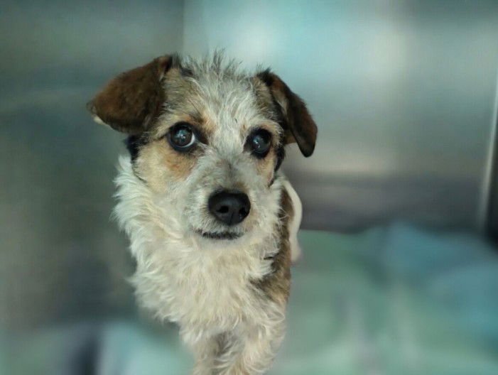 SAUCY - Jack Russell Terrier (Parson Russell Terrier) available for adoption